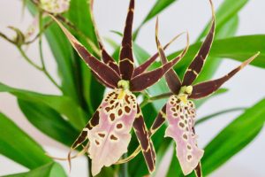 Orchidée Miltassia