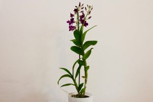orchidee ikea Dendrobium Purple Happiness