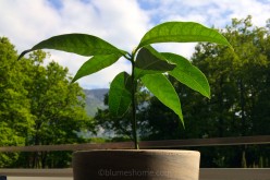 Faire germer un noyau de mangue