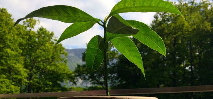 Faire germer un noyau de mangue