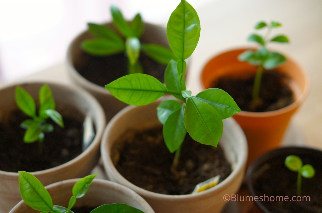 comment planter noyau de cerise