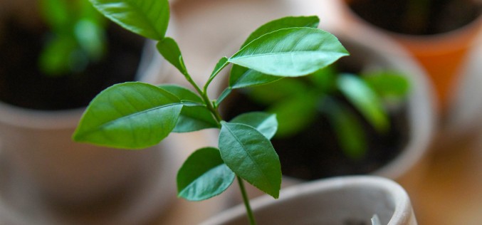 Planter les graines et noyaux des fruits que l’on mange