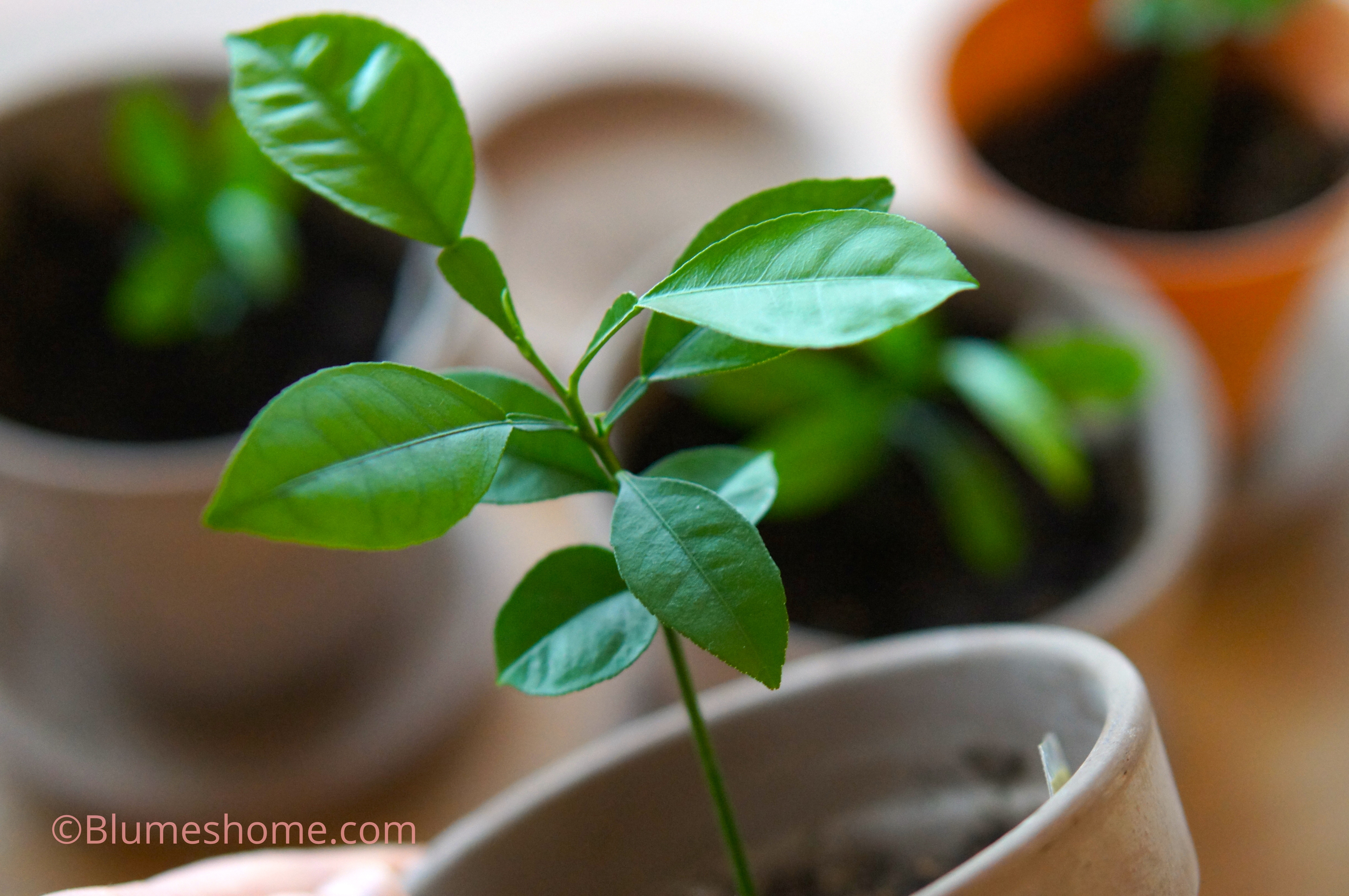 10 plantes à faire pousser à partir de noyaux ou pépins