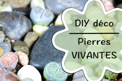 Vidéo DIY – Jardin de pierres vivantes !