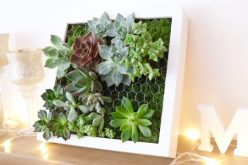 Vidéo DIY – Comment créer un tableau de succulentes – Cadre végétal IKEA