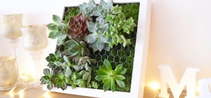 Vidéo DIY – Comment créer un tableau de succulentes – Cadre végétal IKEA