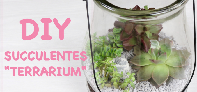Vidéo DIY – Terrarium de succulentes