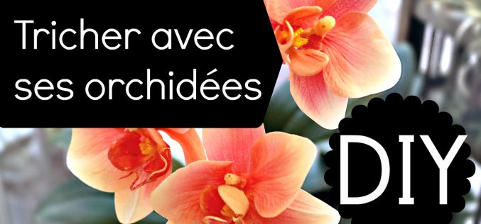 DIY fleurs – Votre orchidée a perdu ses fleurs ? Astuce pour la refleurir !