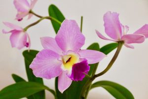 Cattleya orchidée