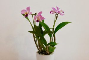 Cattleya orchidée