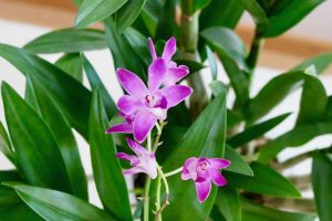 orchidee Dendrobium Berry Oda