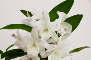 Dendrobium nobile blanc