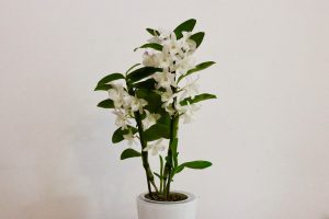 Dendrobium nobile blanc