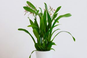 Orchidée Miltassia