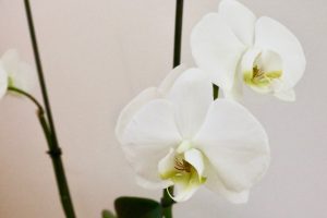 Phalaenopsis Cambridge Blanc