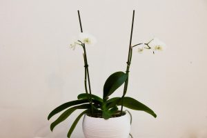 orchidee Phalaenopsis Cambridge Blanc