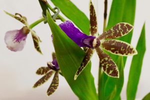 Zygopetalum orchidee