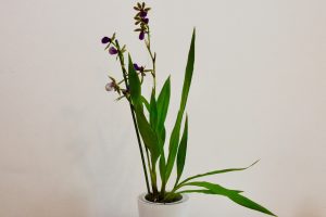 Zygopetalum orchidee