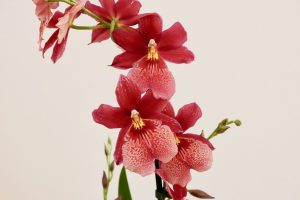 orchidee Burrageara Nelly Isler