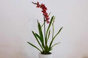 orchidee Burrageara Nelly Isler