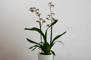 orchidee cambria