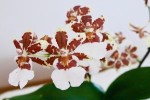 orchidee cambria