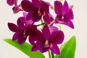 orchidee ikea Dendrobium Purple Happiness