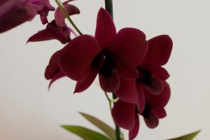 orchidee ikea Dendrobium Thailand Black