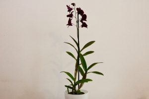 orchidee ikea Dendrobium Thailand Black