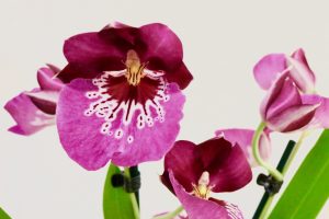 orchidee ikea Miltoniopsis Newton falls