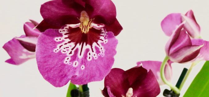 Ma collection d’orchidées