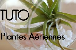 DIY – Plantes aériennes | décoration de tillandsia suspendue