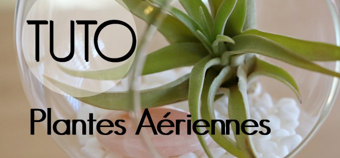 DIY – Plantes aériennes | décoration de tillandsia suspendue