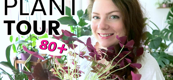 PLANT TOUR 2018 – Ma collection complète de plantes d’intérieur | Plantes vertes et orchidées