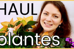 PLANT HAUL – Mes derniers achats de Plantes d’intérieur, terre et accessoires