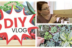 DIY VLOG – Comment j’ai créé un arrangement de succulentes dans une caisse | Tutoriel de succulentes