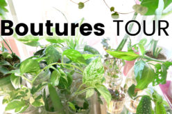 Boutures Tour – Je vous montre toutes mes boutures de plantes d’intérieur