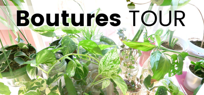 Boutures Tour – Je vous montre toutes mes boutures de plantes d’intérieur
