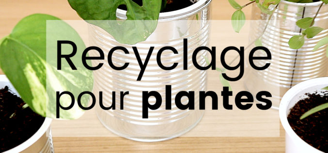 DIY Recyclage créatif – 3 astuces pour vos plantes d’intérieur