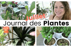 Journal des plantes – Plantes sèches, canicule et floraison | Juillet