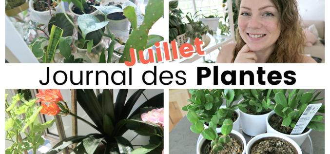 Journal des plantes – Plantes sèches, canicule et floraison | Juillet