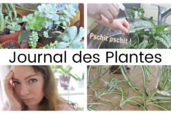Journal des plantes – Recette du spray anti parasite et bouturer une spider plant | septembre