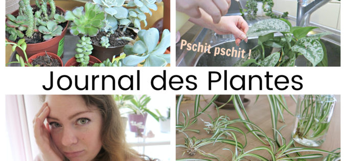 Journal des plantes – Recette du spray anti parasite et bouturer une spider plant | septembre