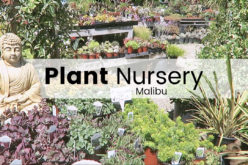 Plant Nursery – Plein de succulentes et de cristaux à Malibu | Shopping plantes en jardinerie