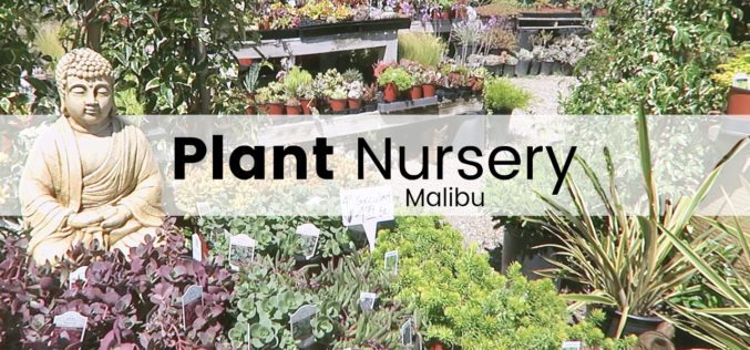 Plant Nursery – Plein de succulentes et de cristaux à Malibu | Shopping plantes en jardinerie