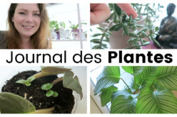 Journal des plantes – Boutures, Nouvelles pousses et fleurs