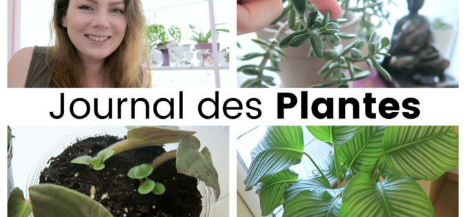 Journal des plantes – Boutures, Nouvelles pousses et fleurs