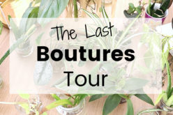 Dernier Bouture Tour – Je vous montre toutes mes boutures de plantes d’intérieur