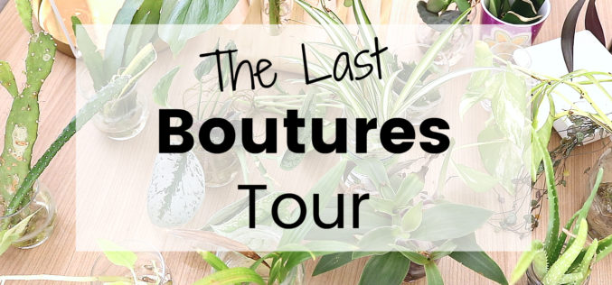 Dernier Bouture Tour – Je vous montre toutes mes boutures de plantes d’intérieur