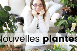 PLANT HAUL – Plantes d’intérieur, begonia, arbre et succulentes ! mes derniers achats en jardinerie